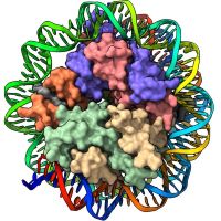 Nucleosome wrapped in DNA